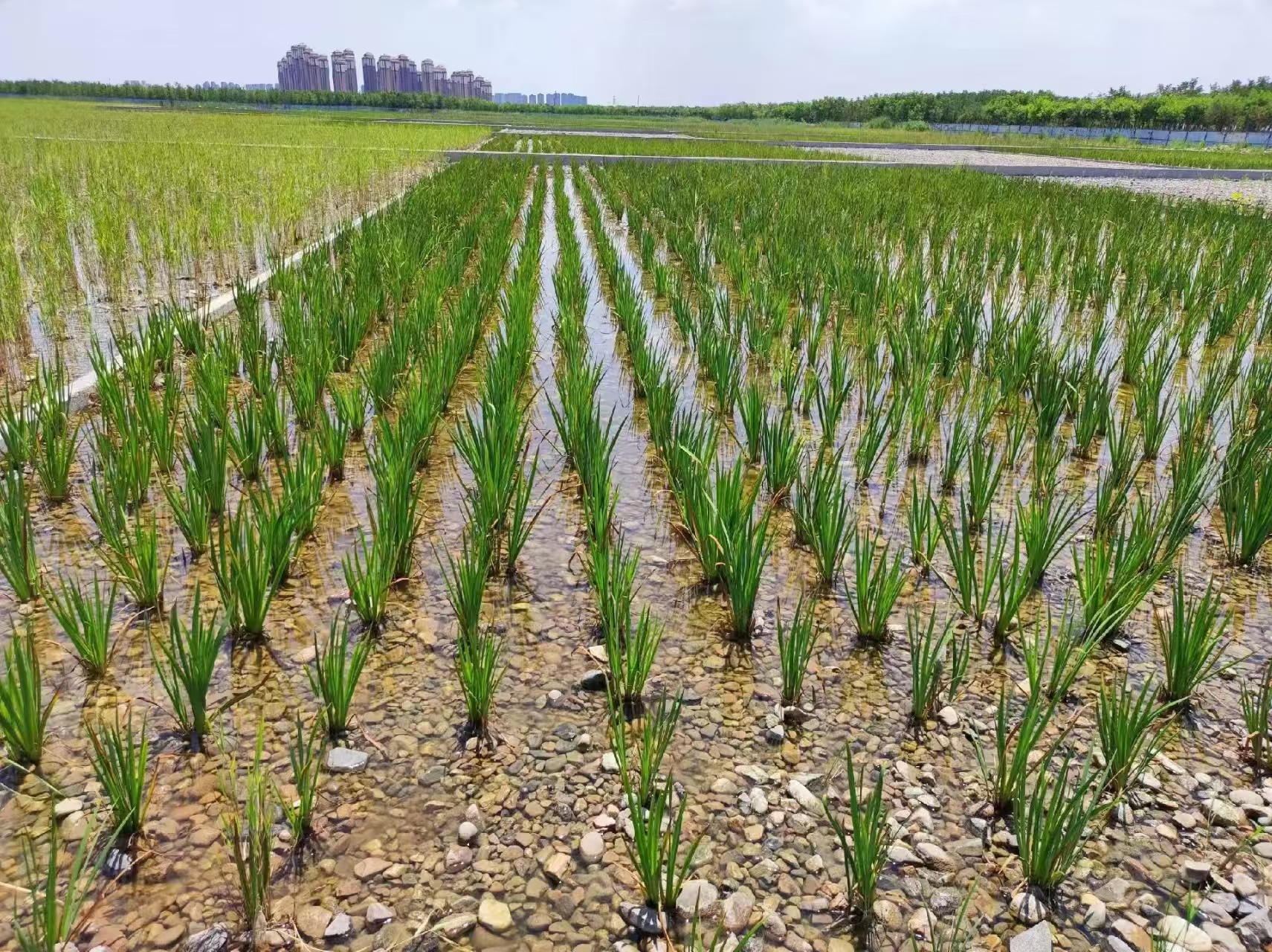 挺水植物种植