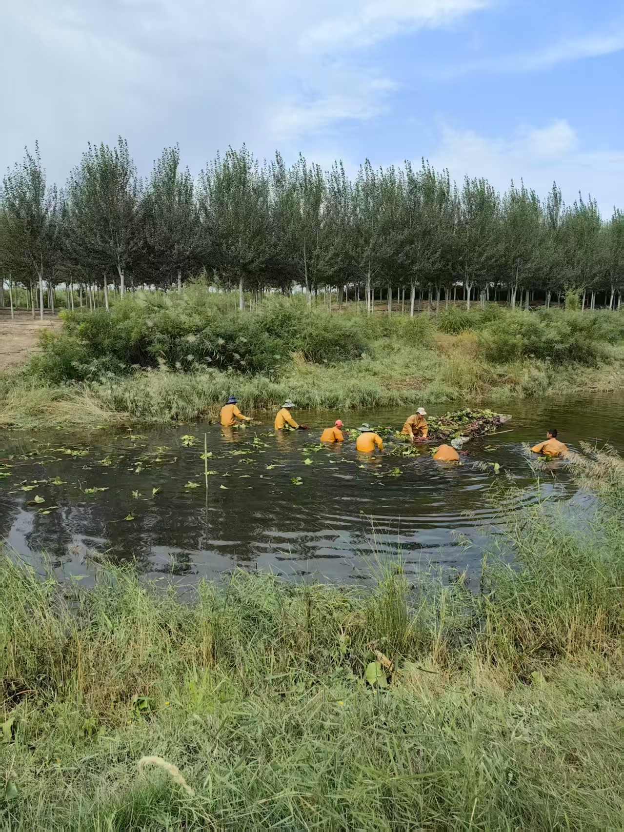 水生植物种植