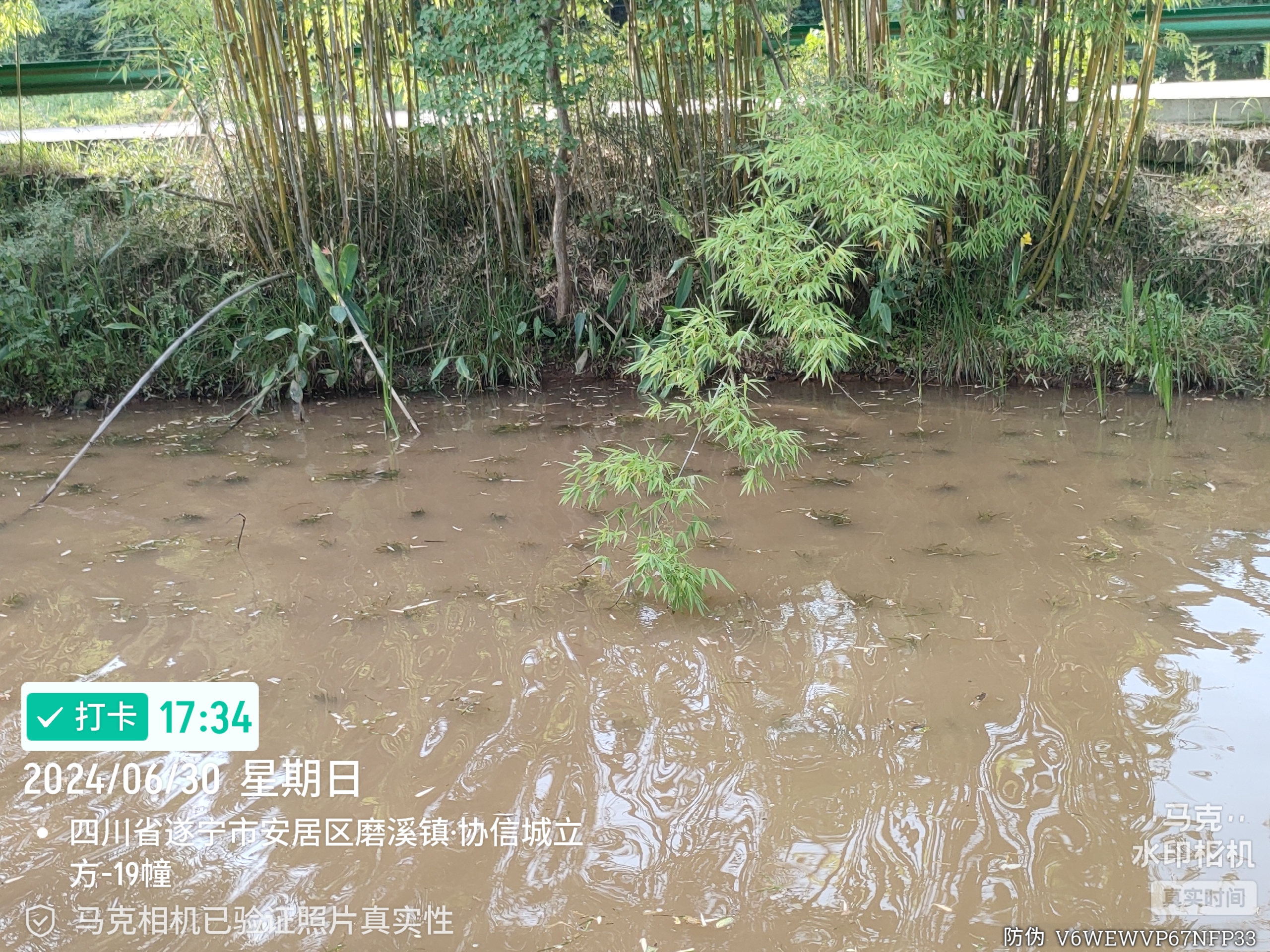 伊乐藻生长状态
