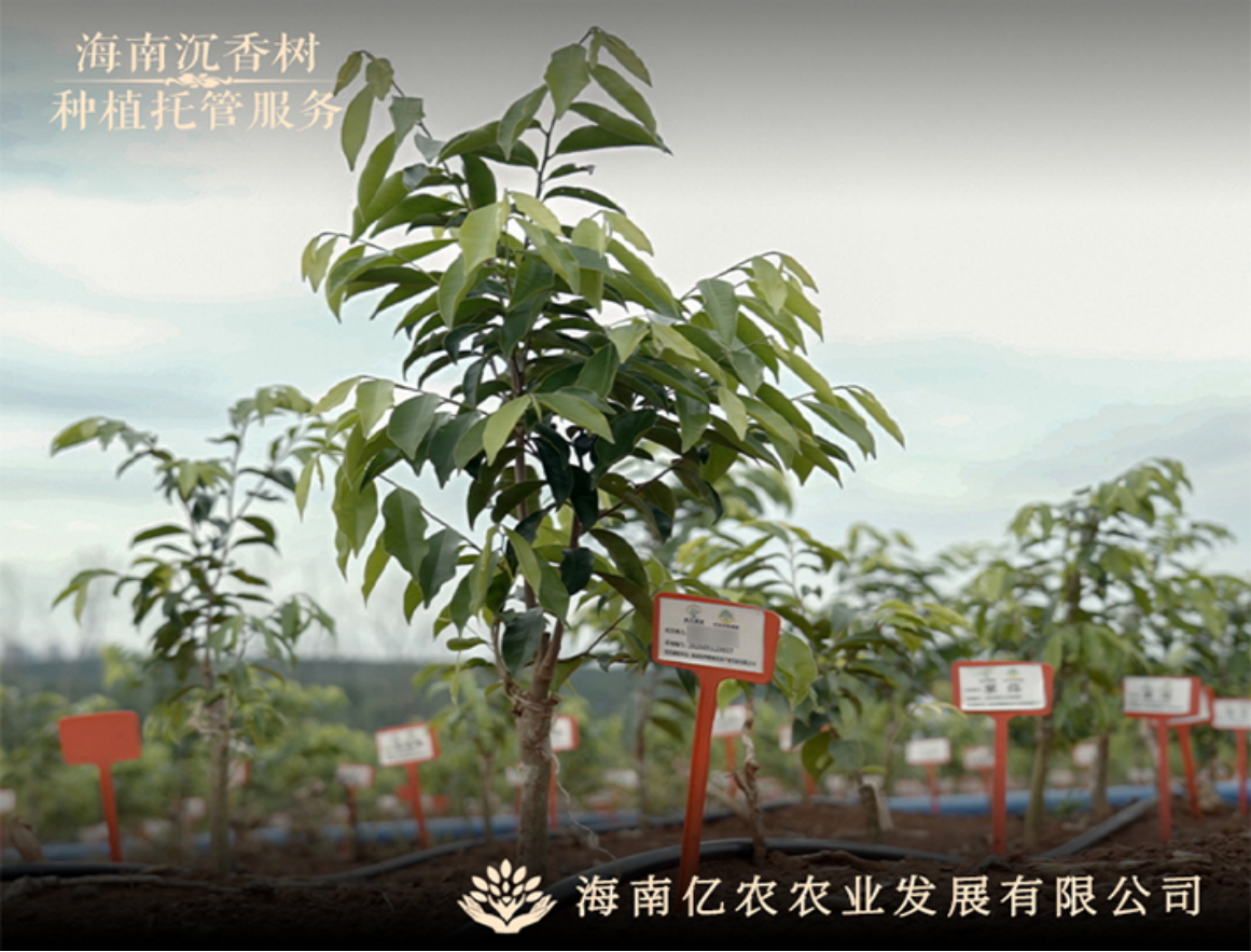 沉香原料与加工