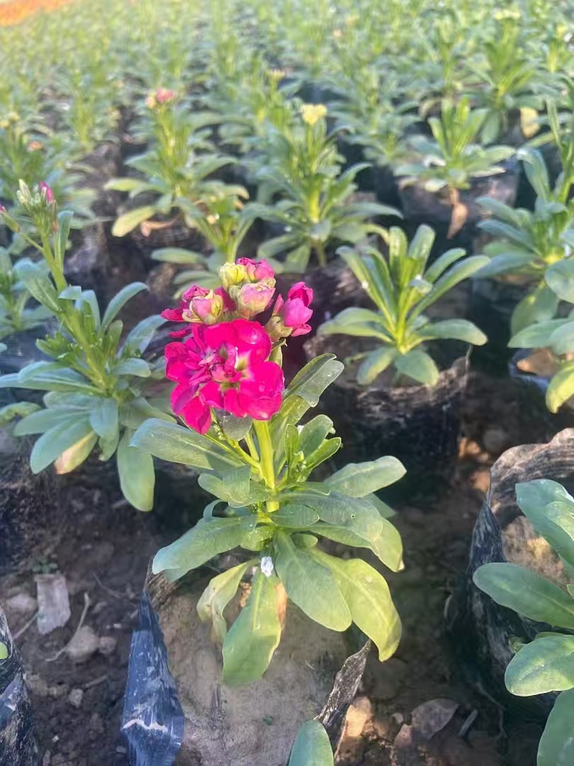 草坪病虫害治理现场