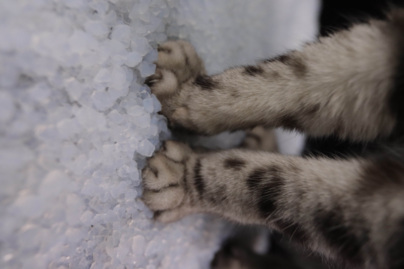 硅胶猫砂4_W_800px.jpg