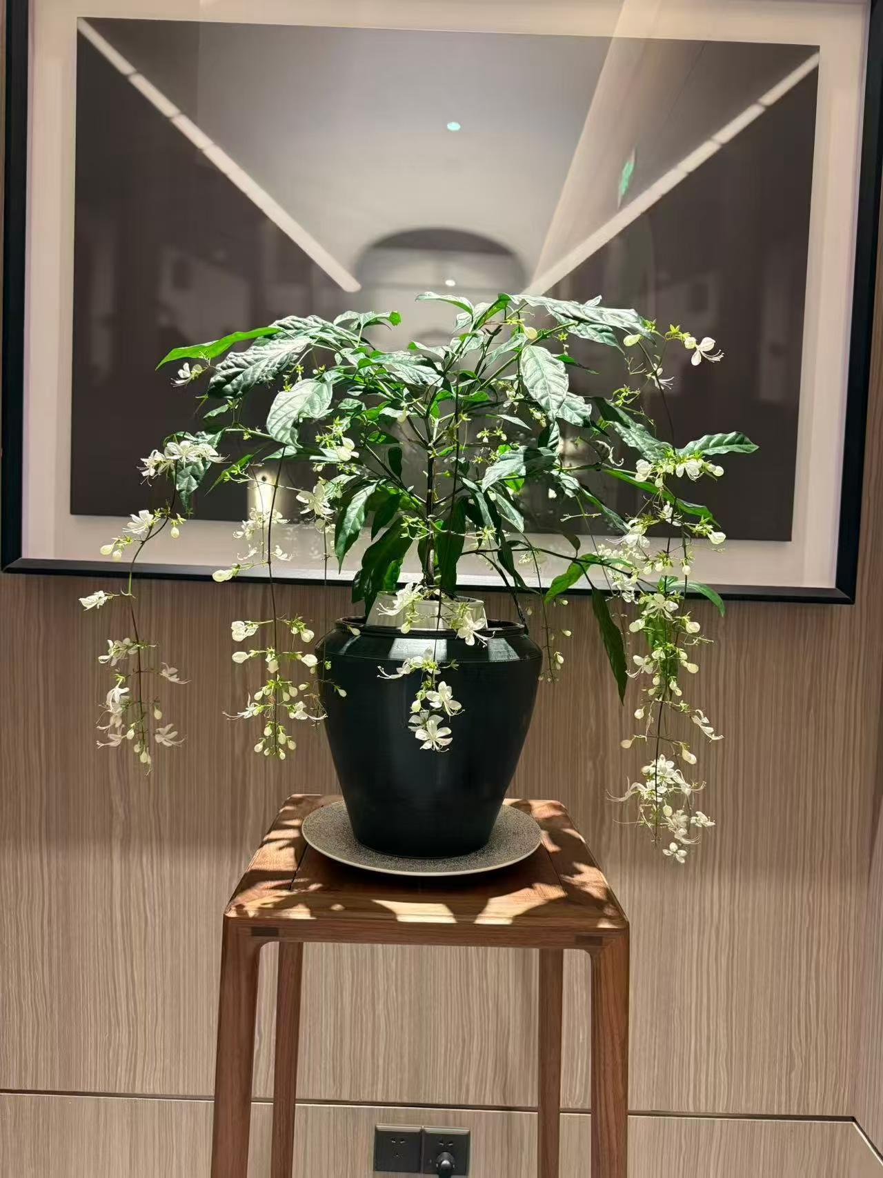 垂丝茉莉.jpg
