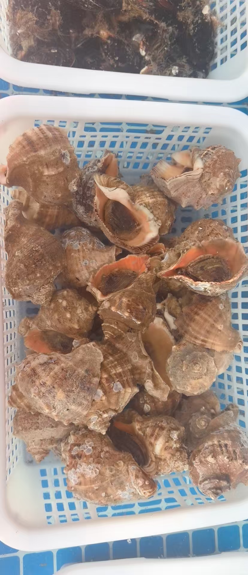 特色菜品