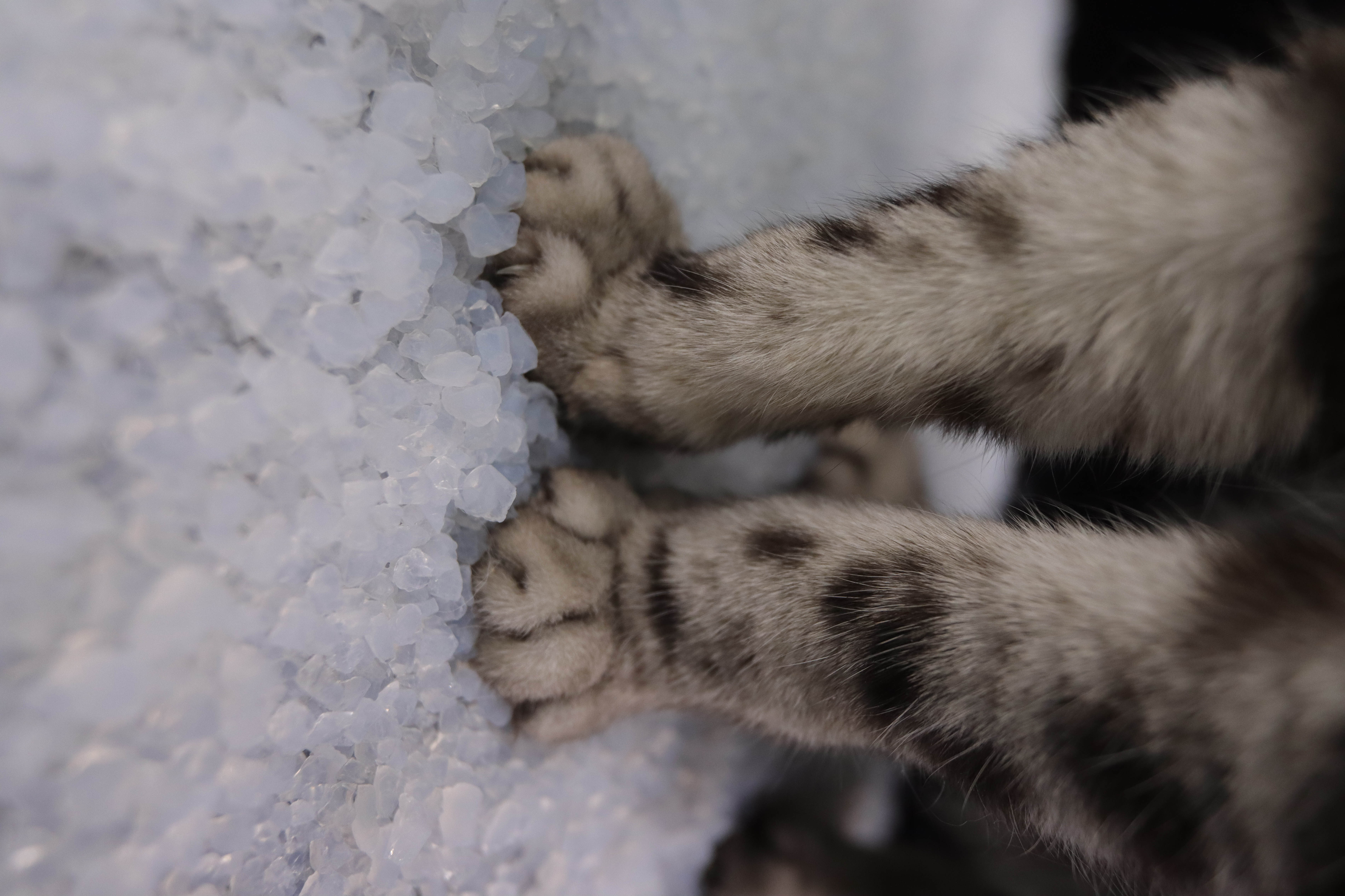 硅胶猫砂4.jpg