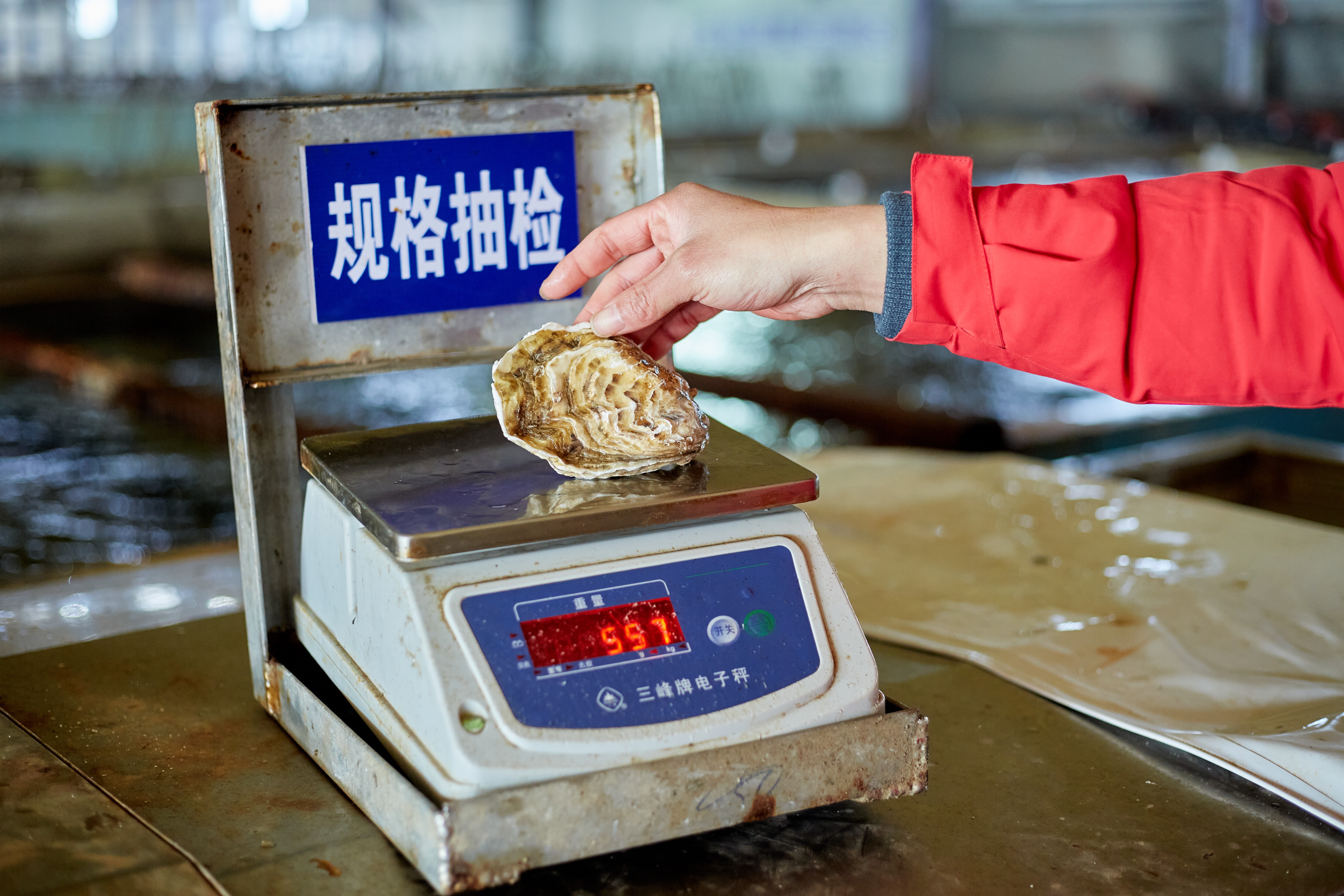 保定站生蚝质量把控 - 养殖基地