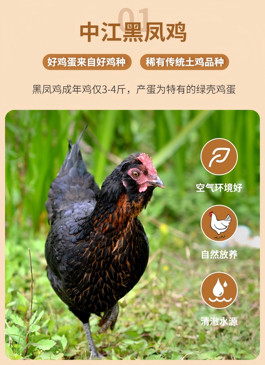 散养鸡自然觅食场景