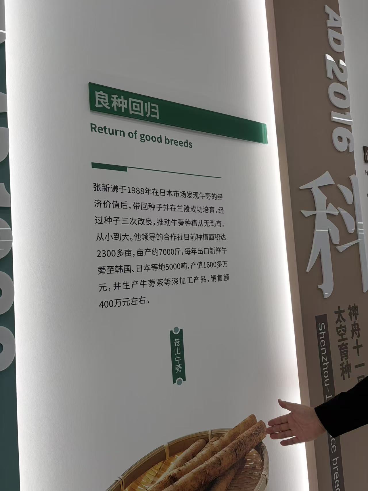 牛蒡种植与原料