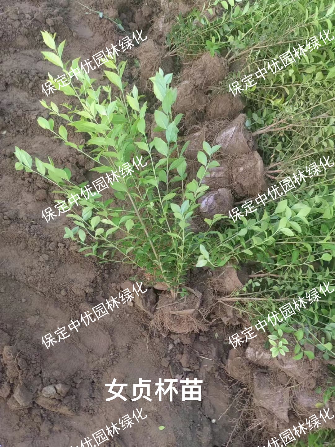 微信图片_20260602174636_105_1068.jpg