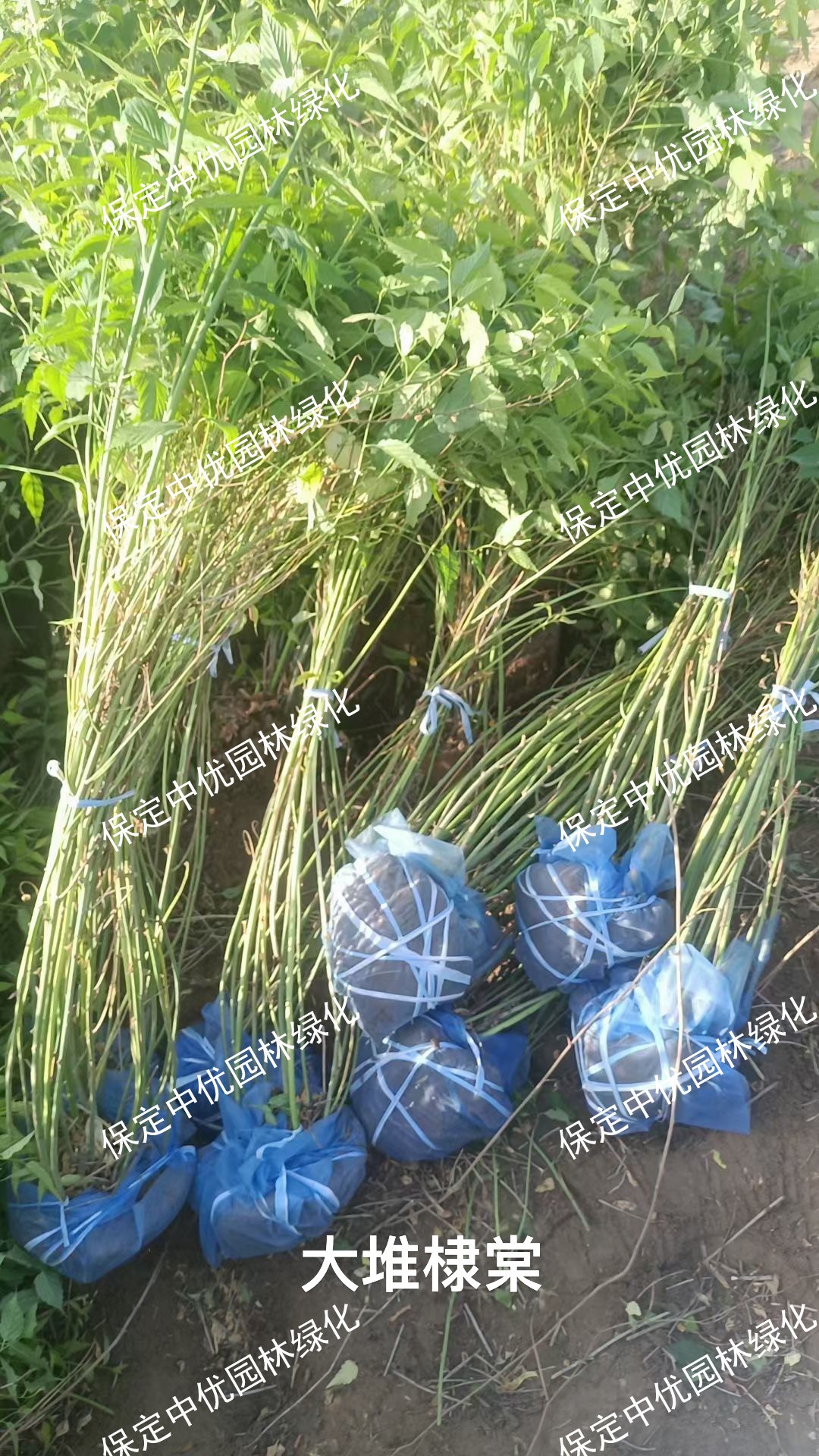 微信图片_20260602174652_113_1068.jpg