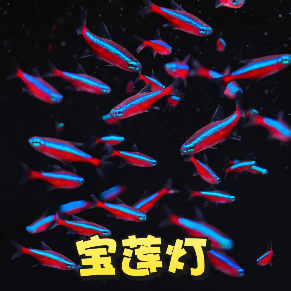 宝莲灯
