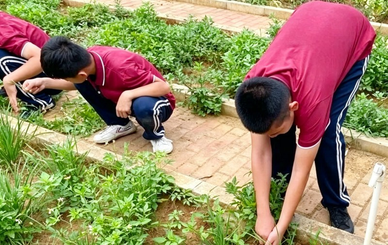 生活劳动与社会实践课程