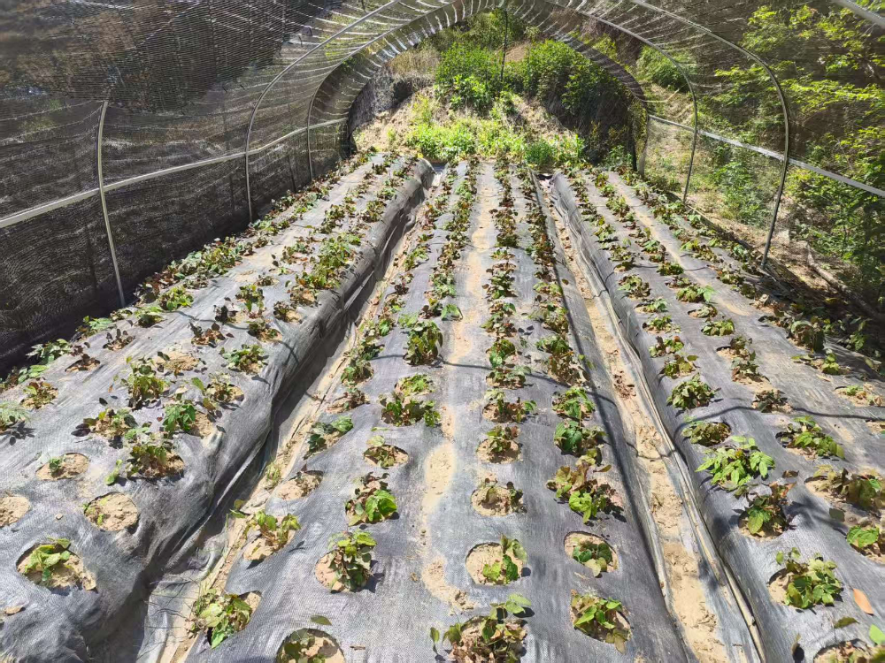 西藏站防草布 - 一站式服务