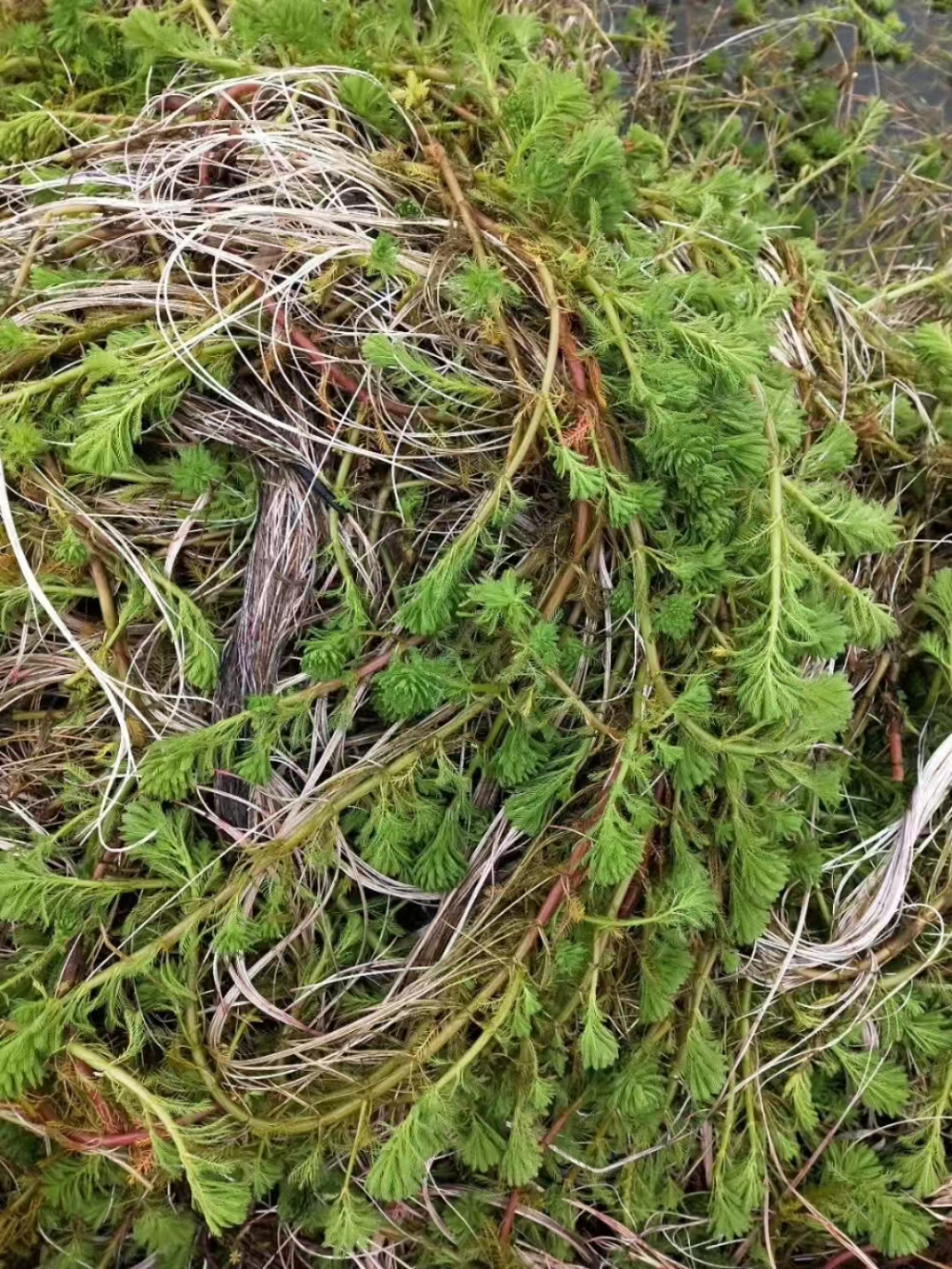 水下植物
