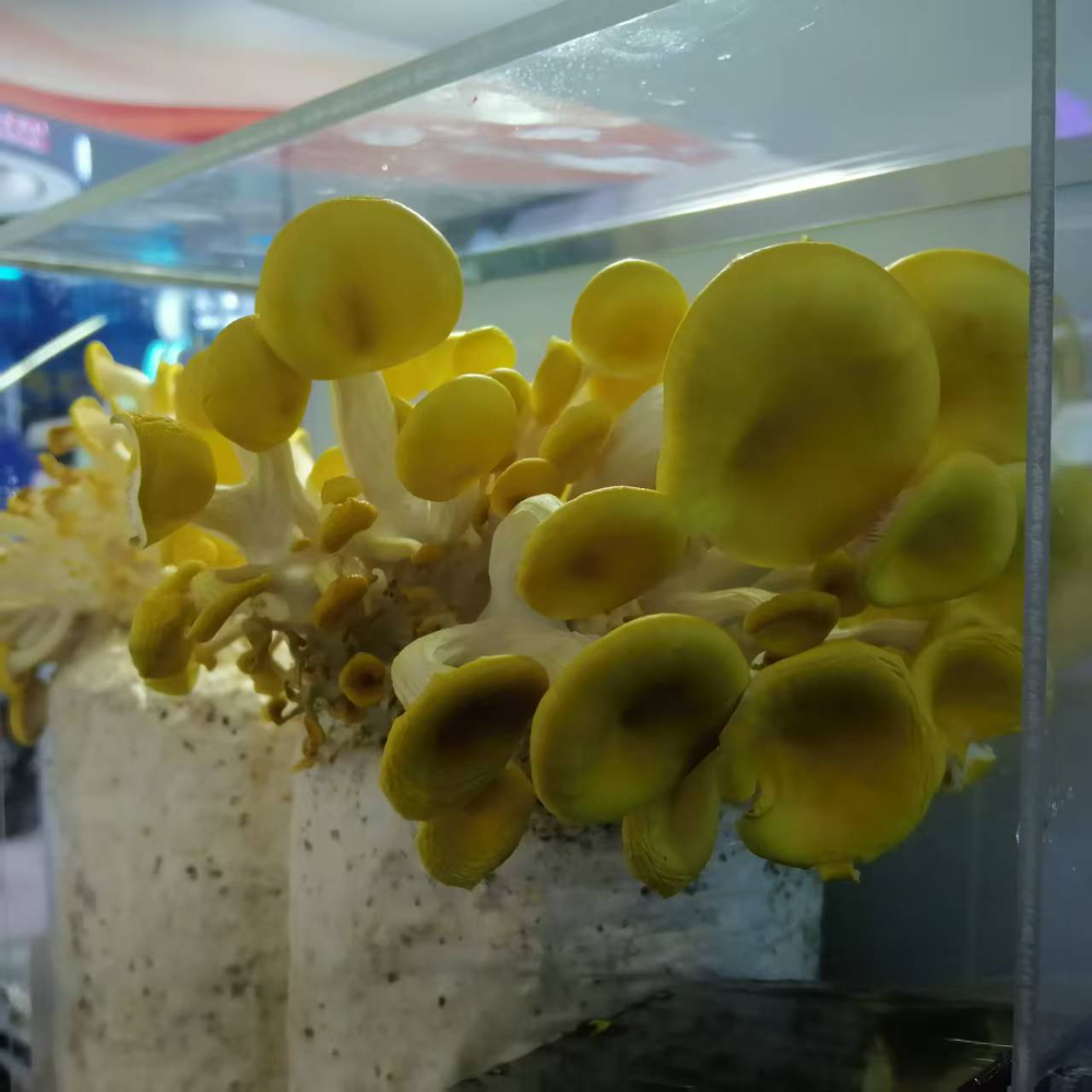 食用菌方舱