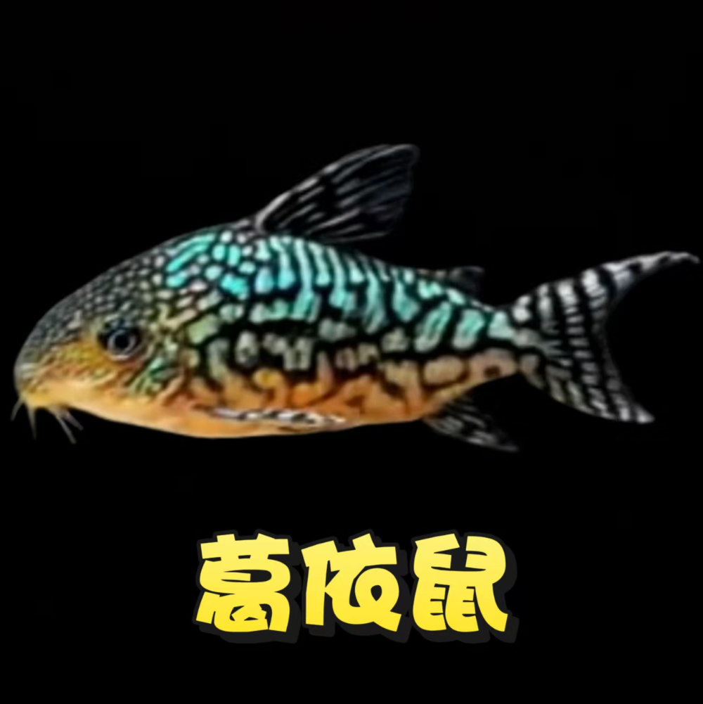 葛依鼠