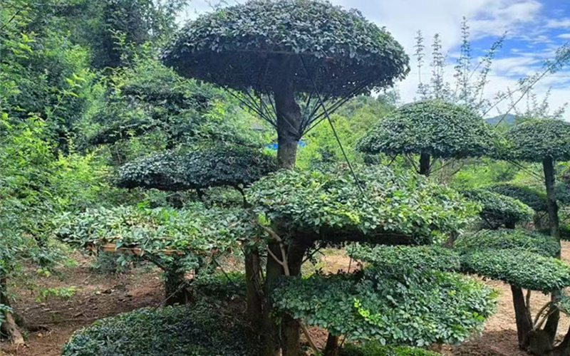 对接白蜡 (10).jpg