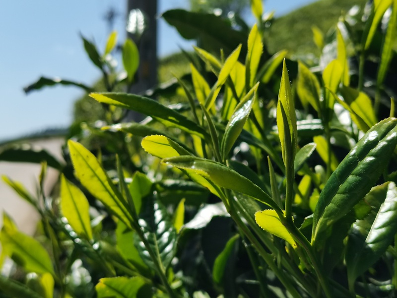呼和浩特站高山茶 - 制造商