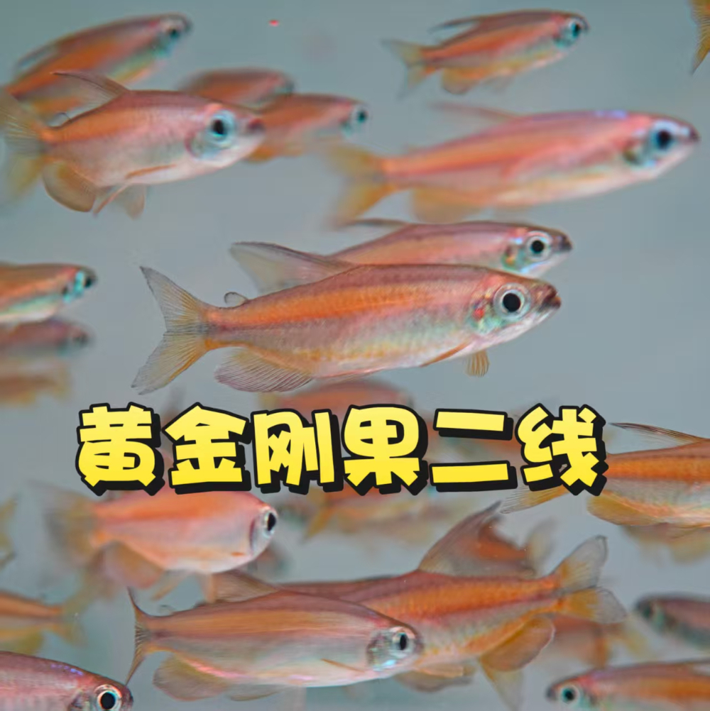 黄金刚果二线