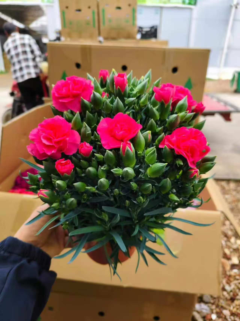 康乃馨盆花