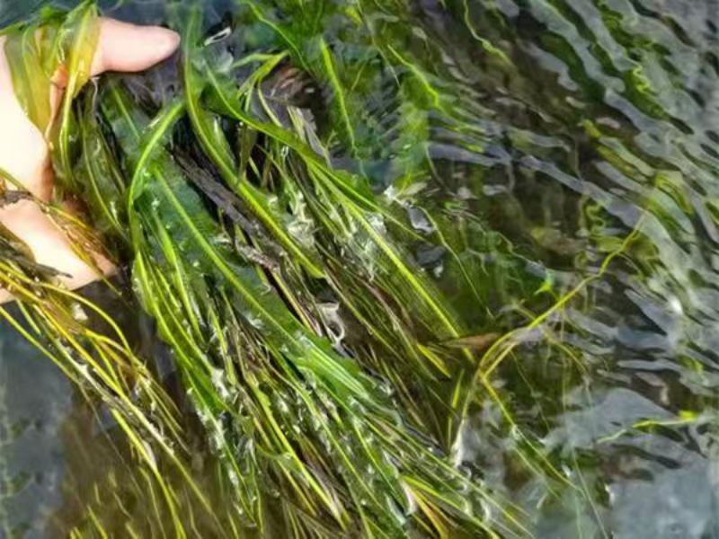 沉水植物