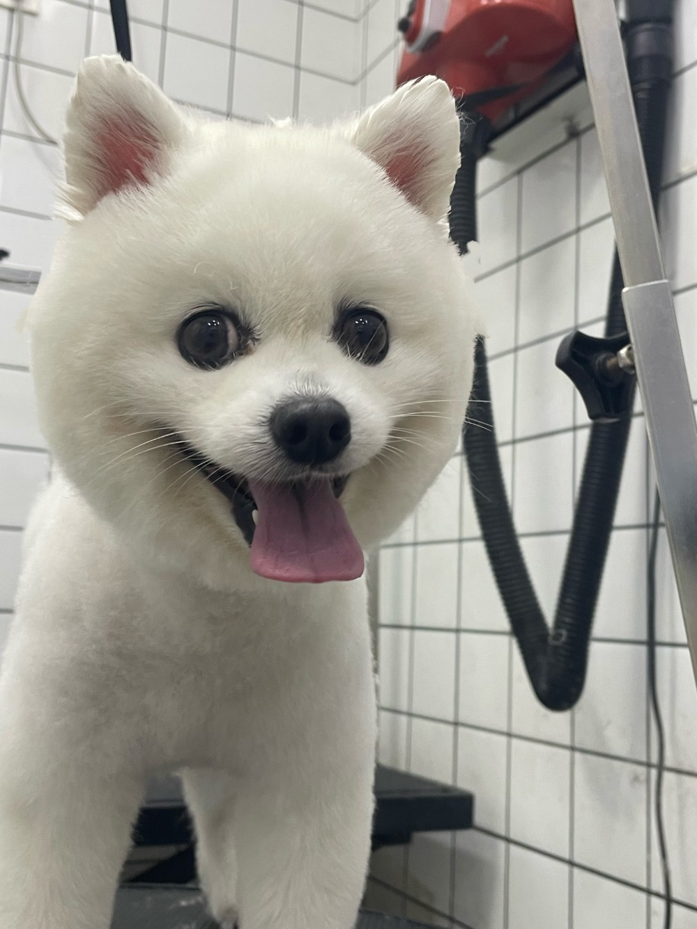 宠物寄养
