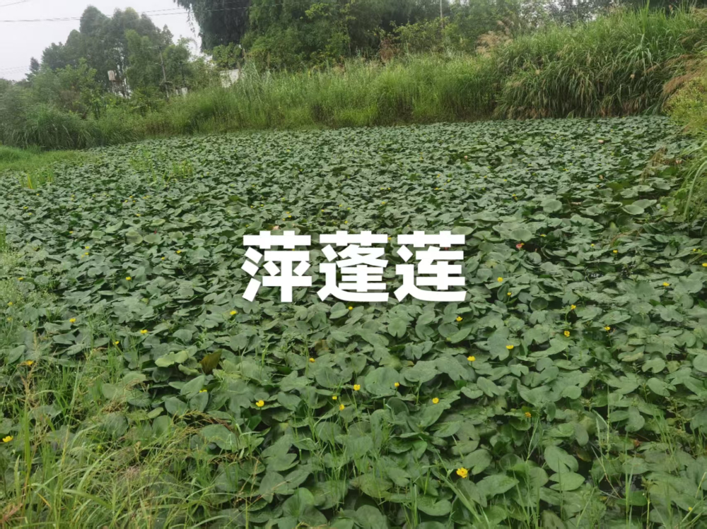 成都萍蓬莲
