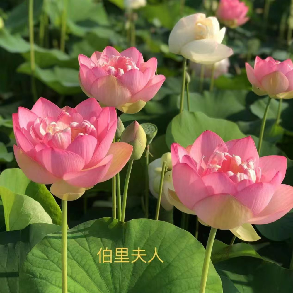2026精选：江苏耐寒荷花苗批发厂家怎么选？——白洋淀原种优势深度解析