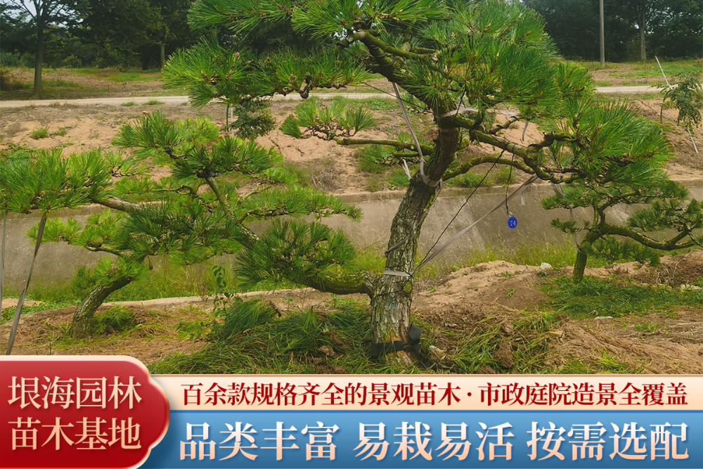 2026年7月滁州红梅带土球发货：高成活率苗木选购全攻略