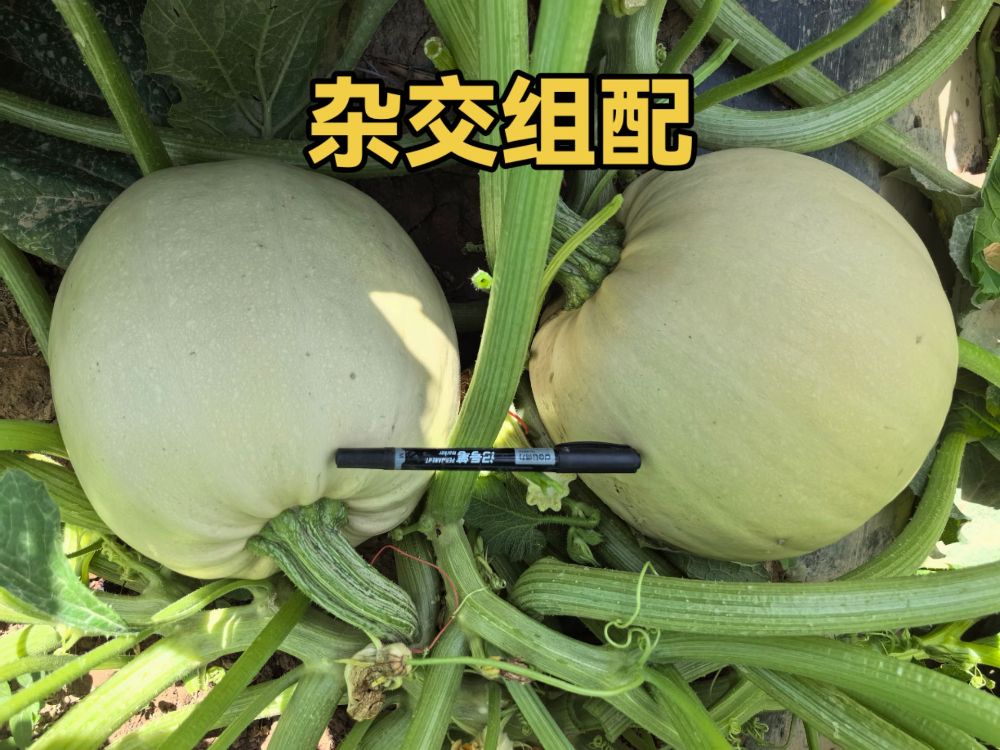 2026年西北籽用西葫芦种植：辉锐瑞丰系列光板种子选购全攻略