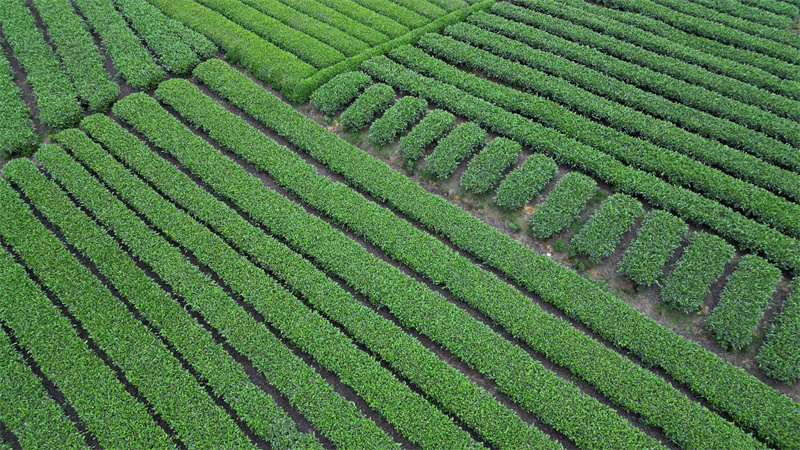 抹茶
