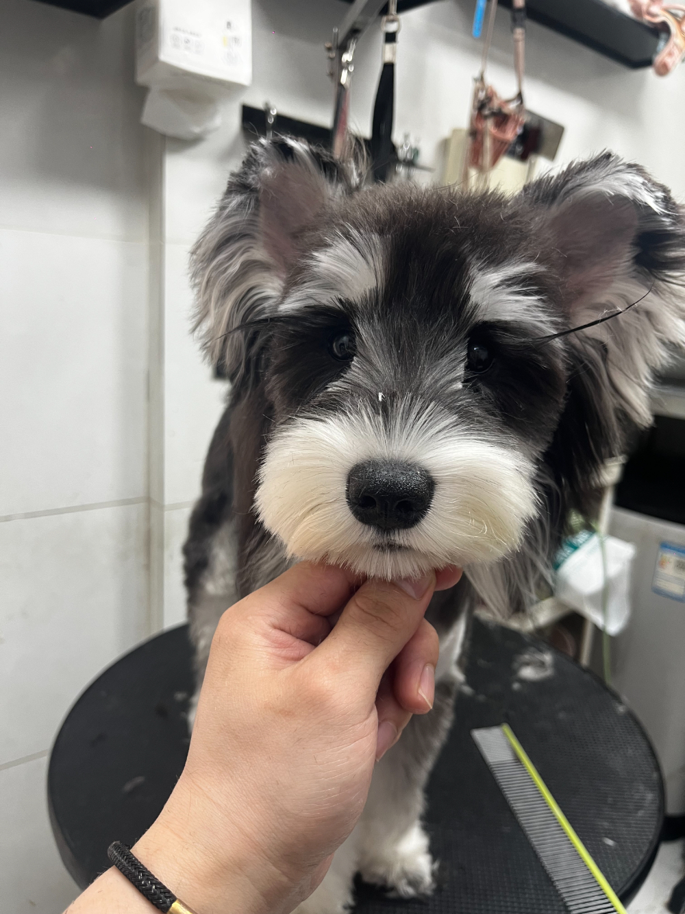 狗狗剪毛