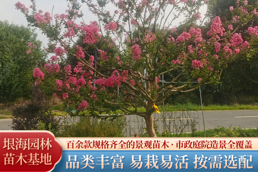 2026芜湖一级染井吉野樱特价采购寻源指南：靠谱供应商...