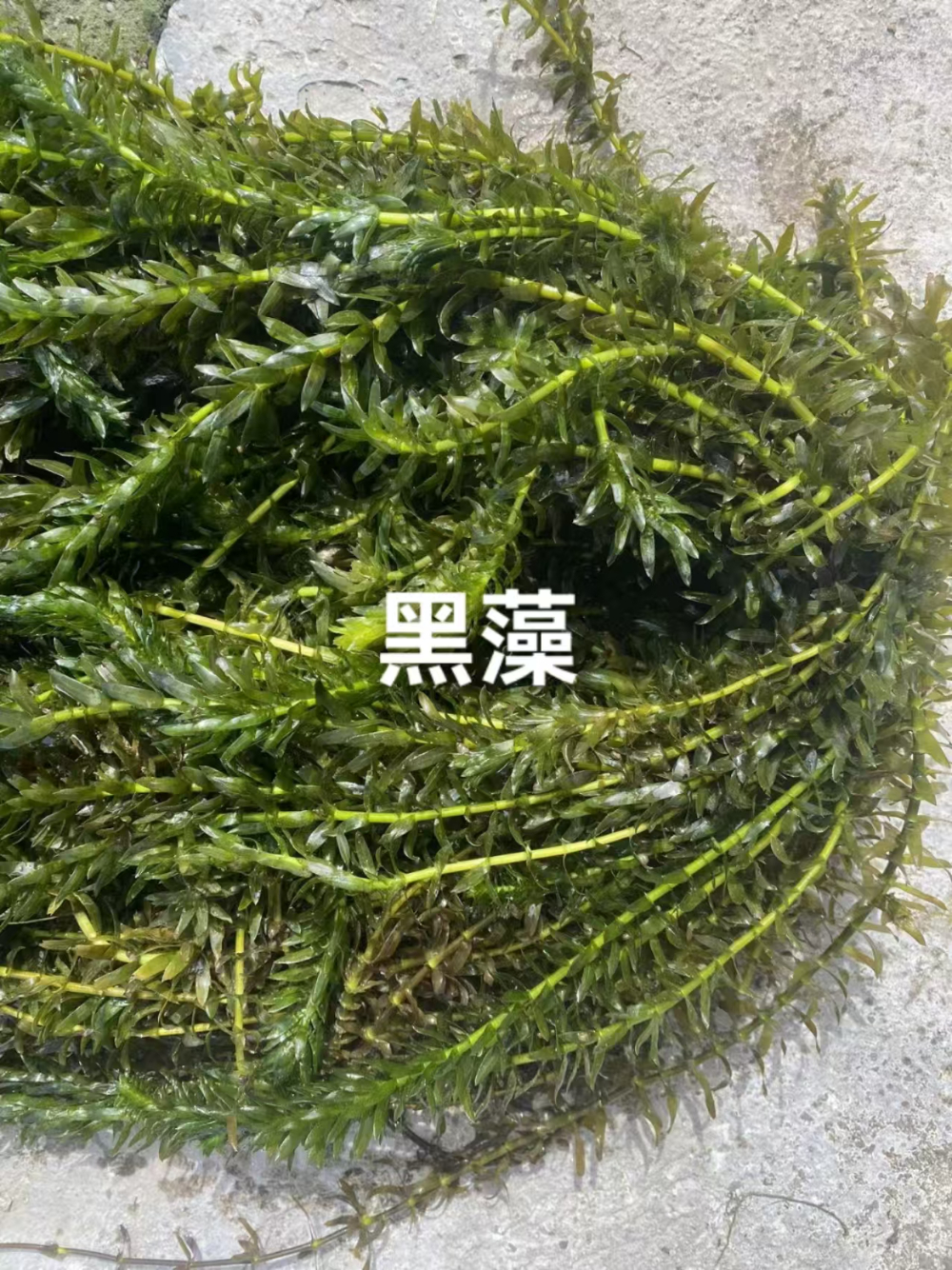 成都黑藻