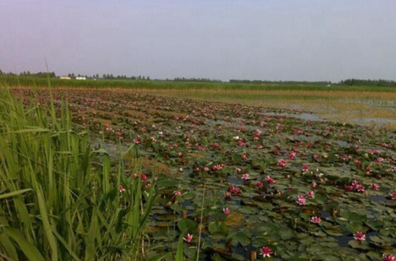 睡莲苗基地.jpg