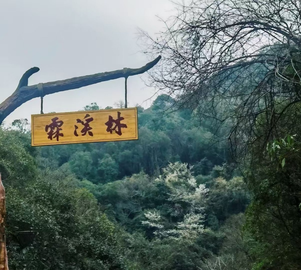 霖溪林风景区山林