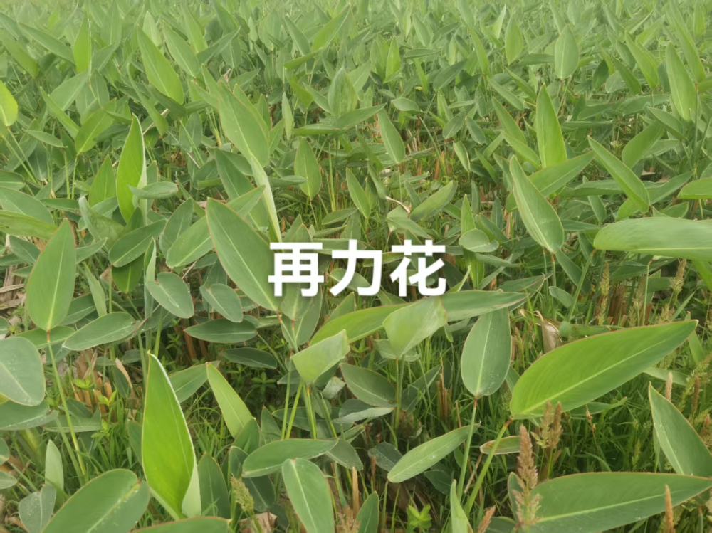 再力花