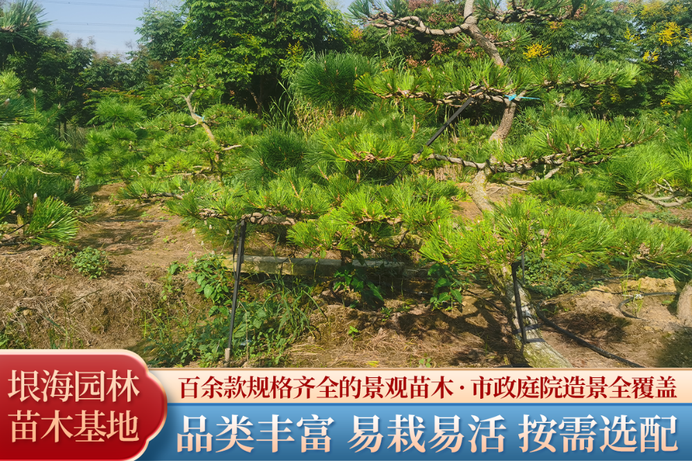 2026年亳州造型黑松供应商盘点：多尺寸可选，助力景观升级