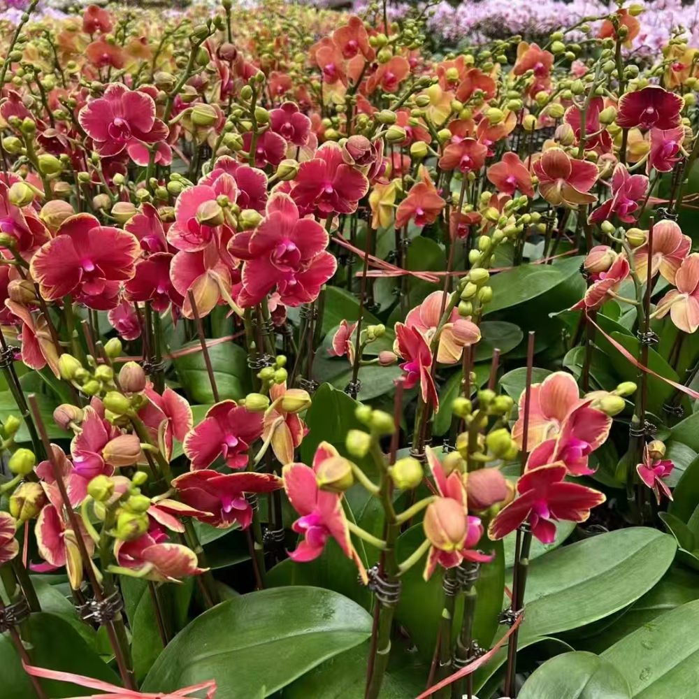蝴蝶兰盆花
