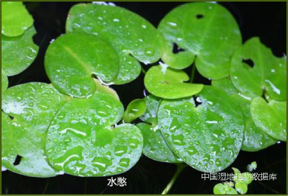 水生态修复