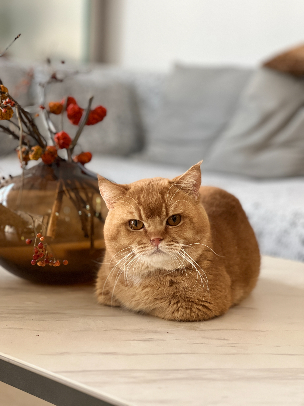 猫-饼干1.JPG