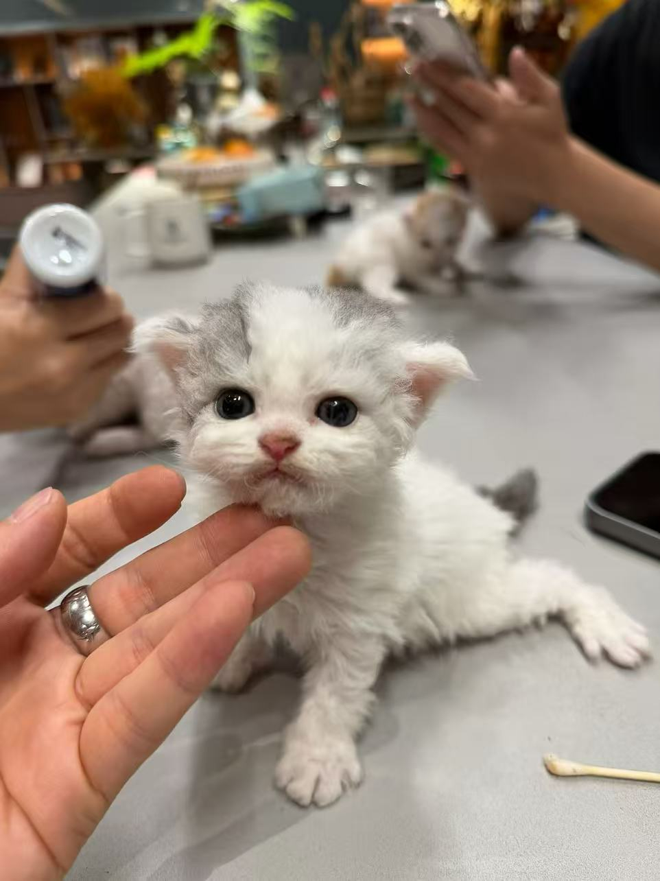 猫1.jpg