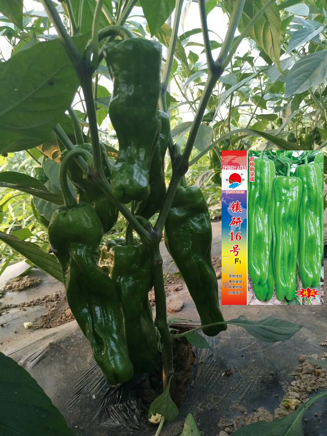 辣椒种子种植示范