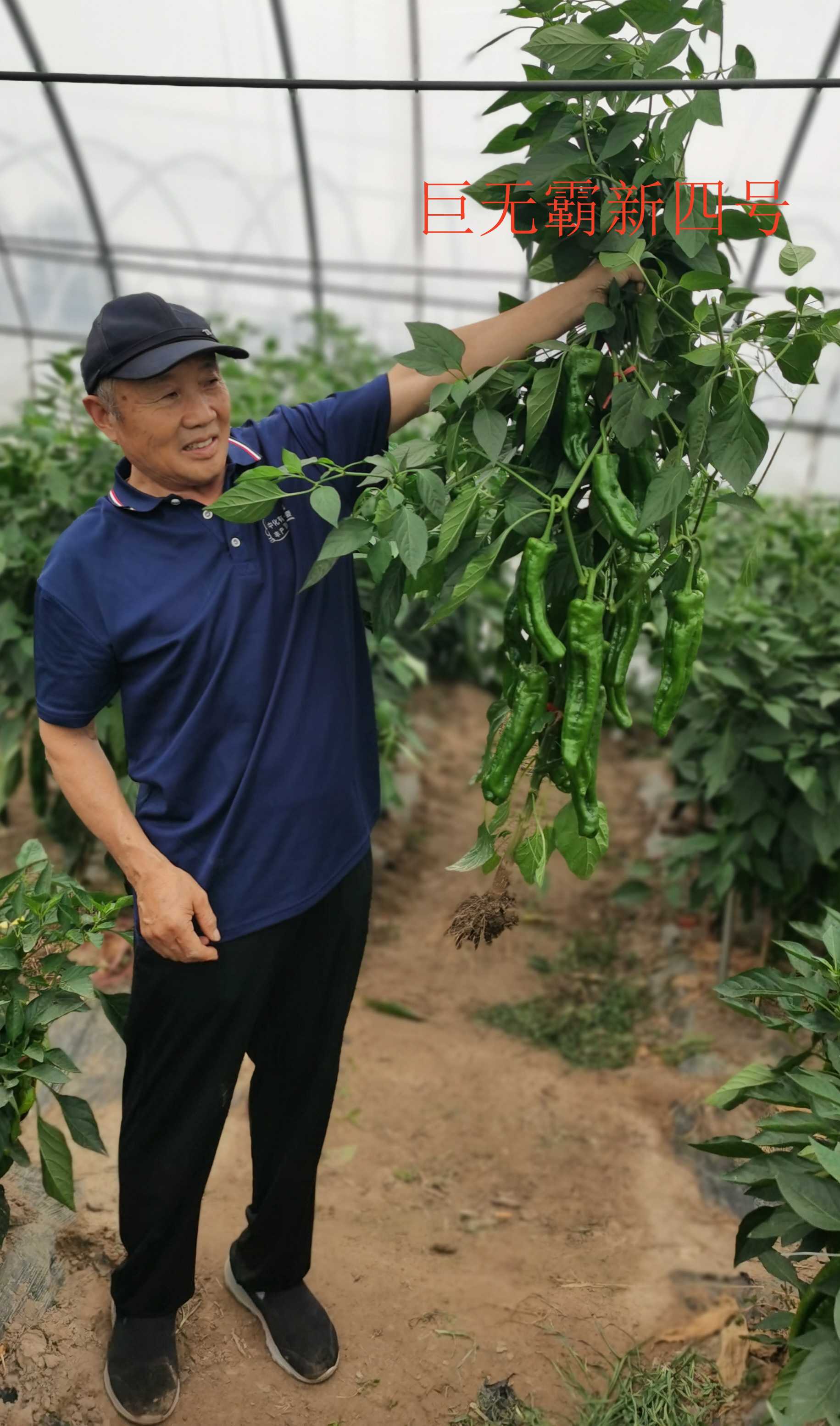 色素椒种子包装示例