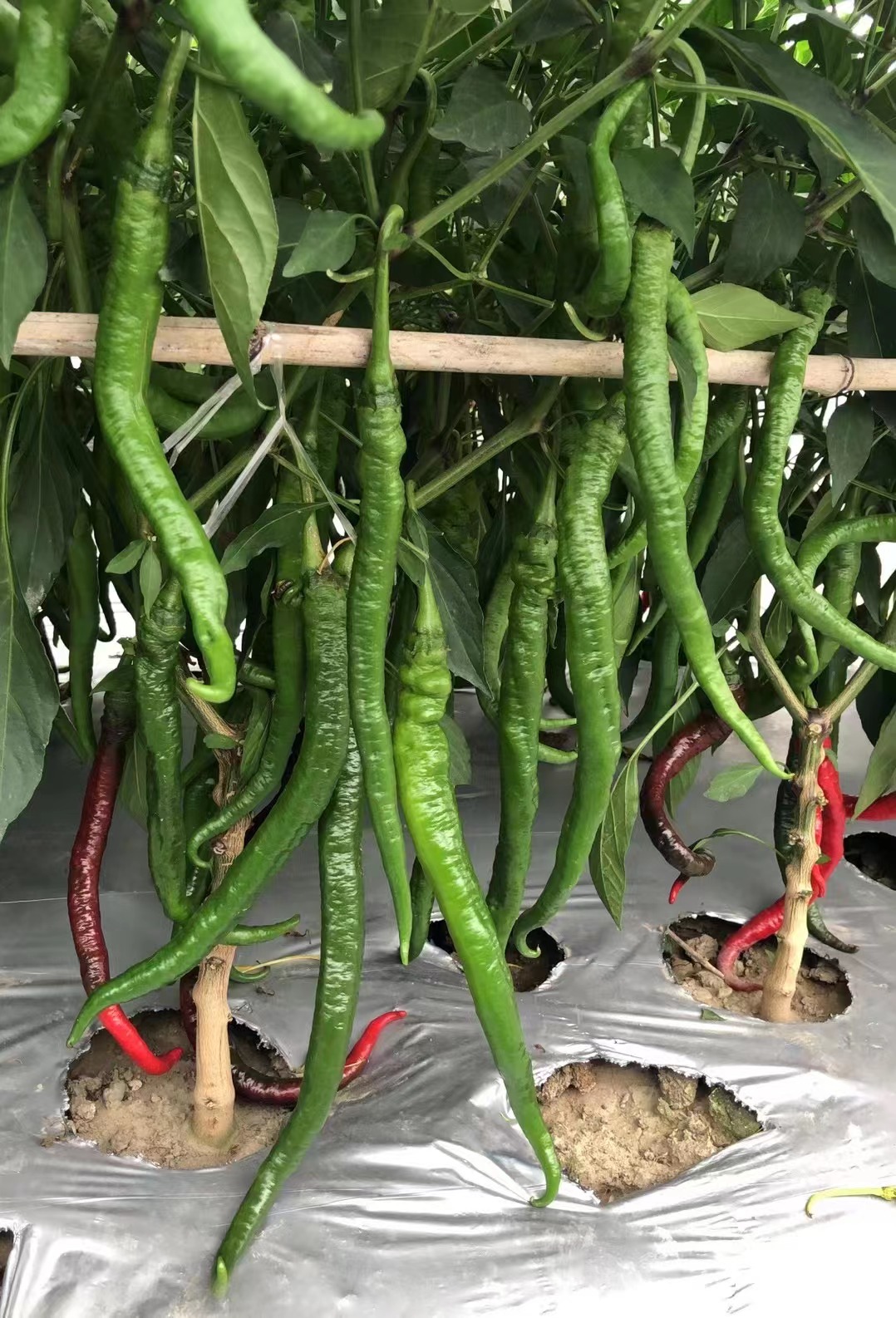 线椒种子品质展示