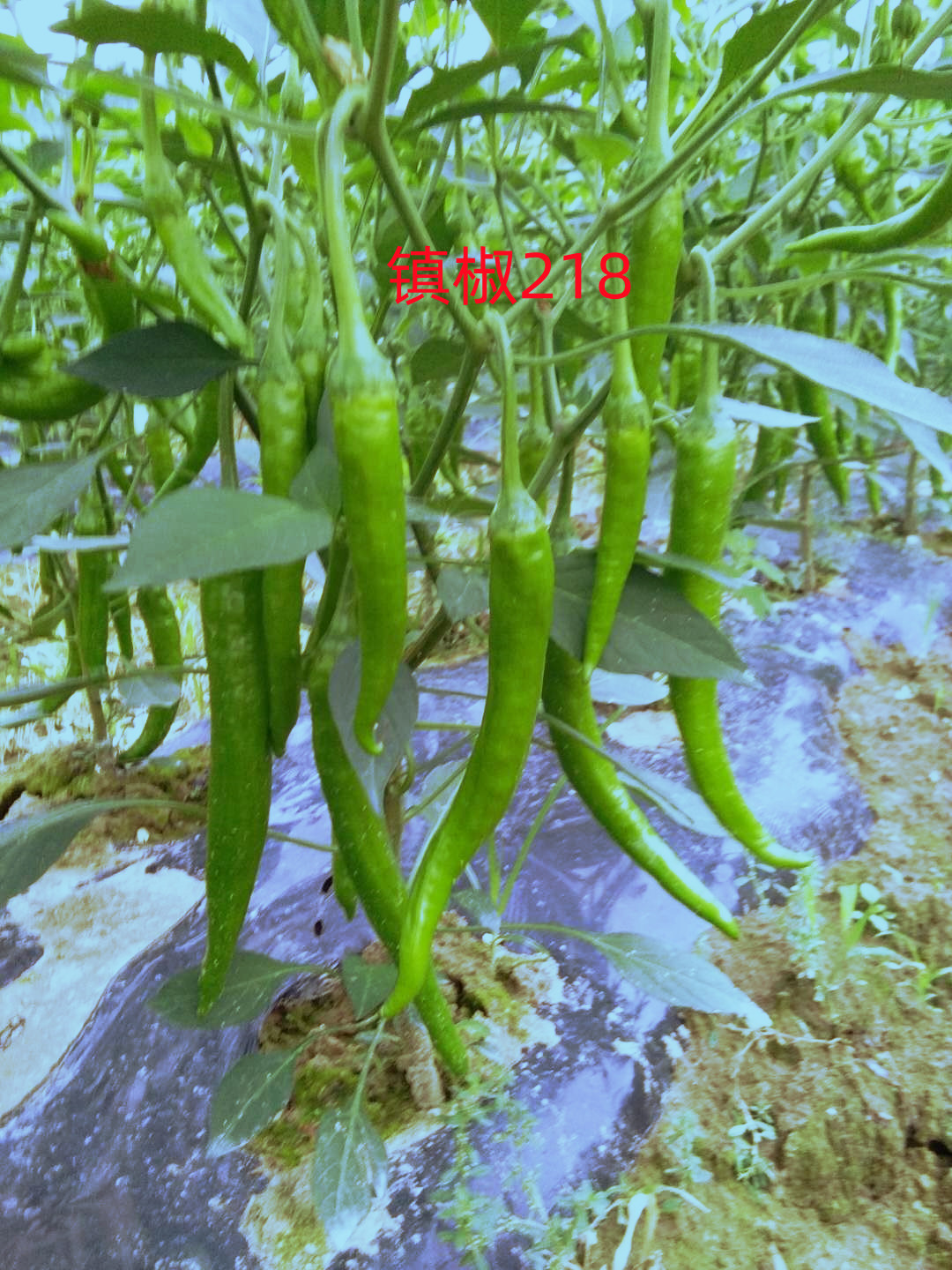 线椒种子加工过程