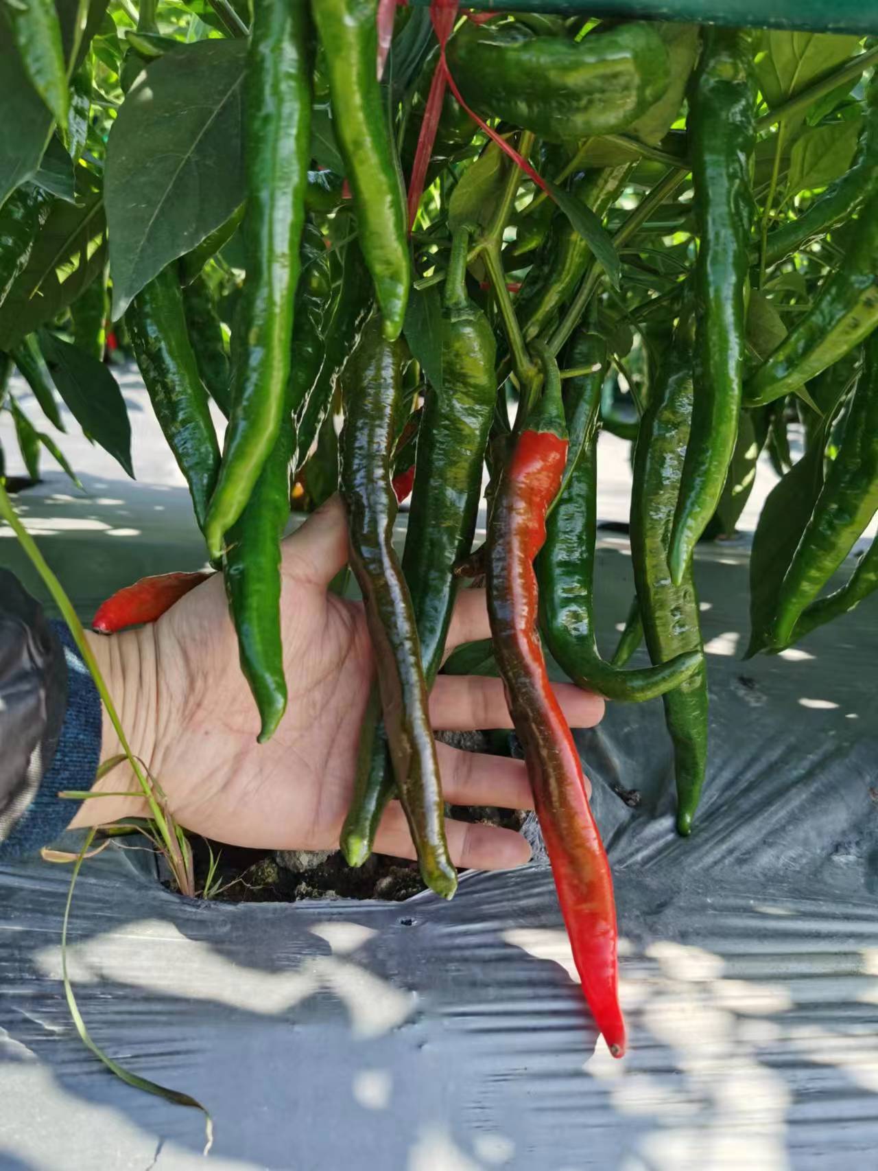 辣椒种子品质检测