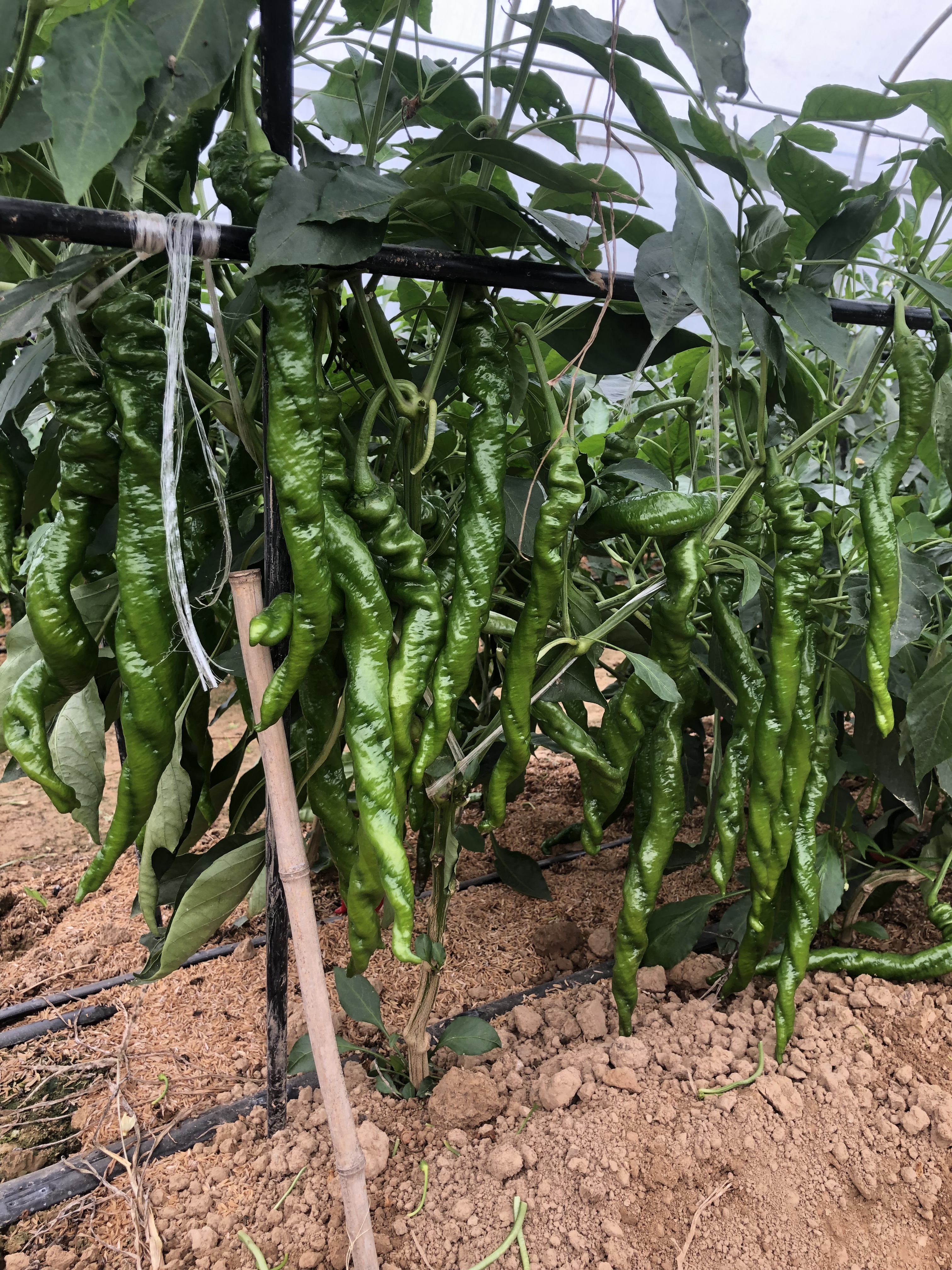 线椒种子种植示范