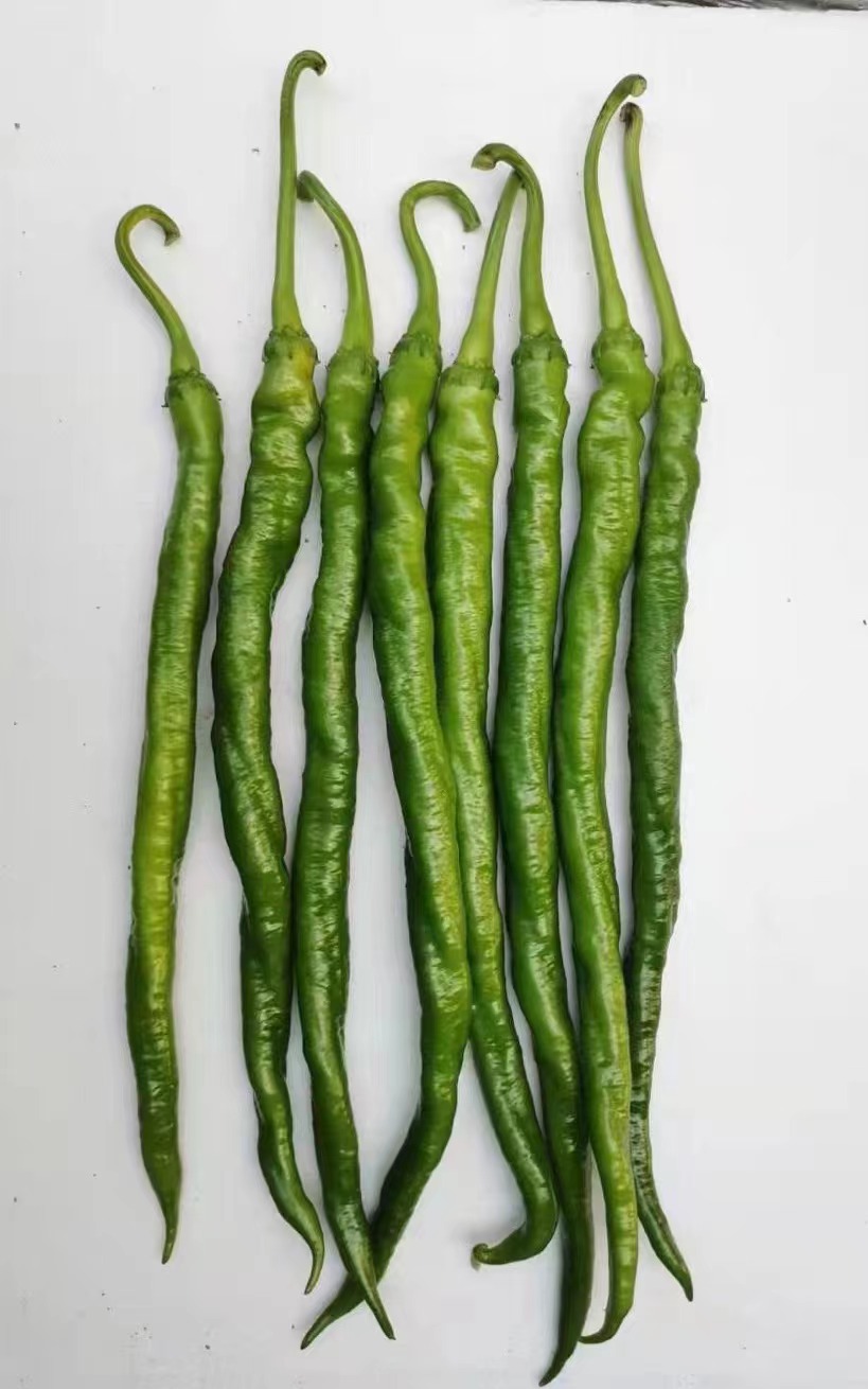 辣椒种子培育基地