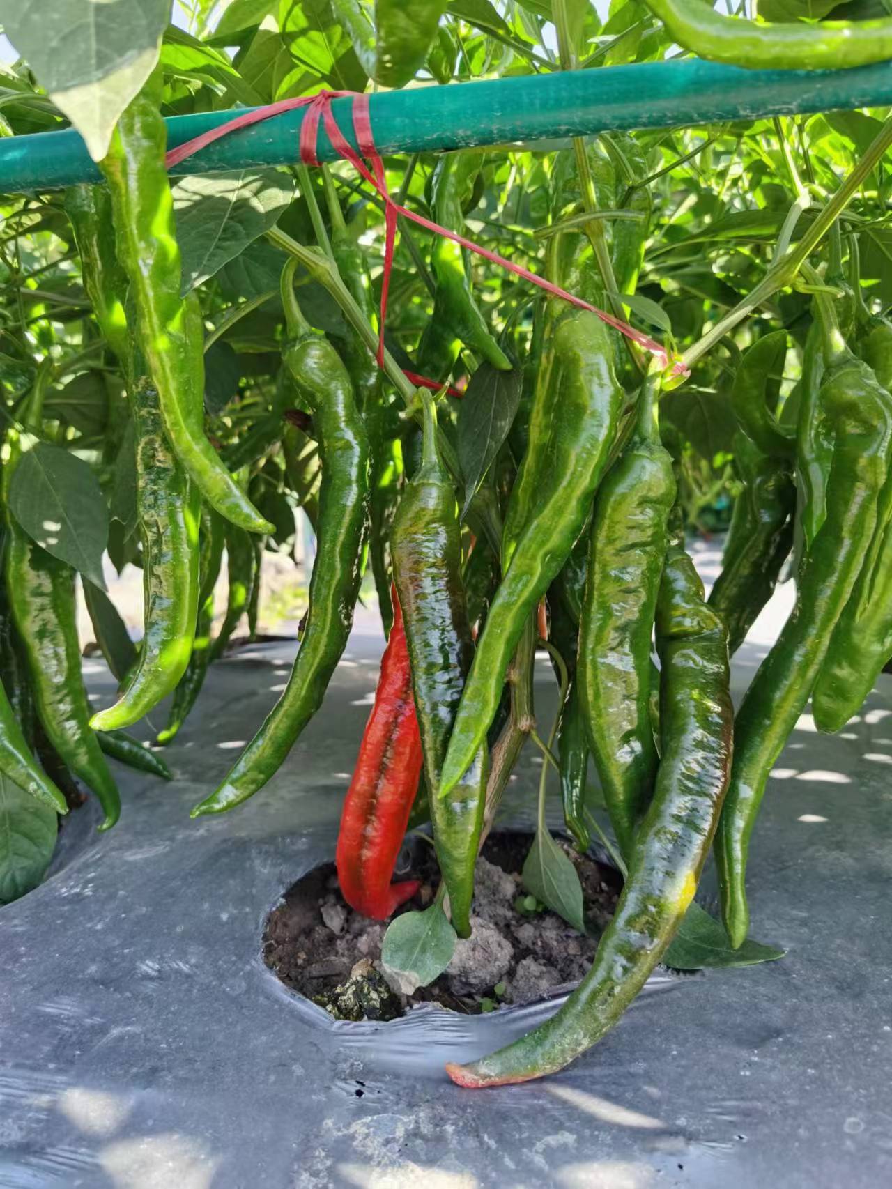 辣椒种子研发实验室